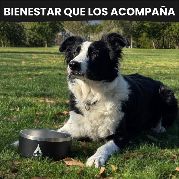 Bowl Mascotas 950 ml