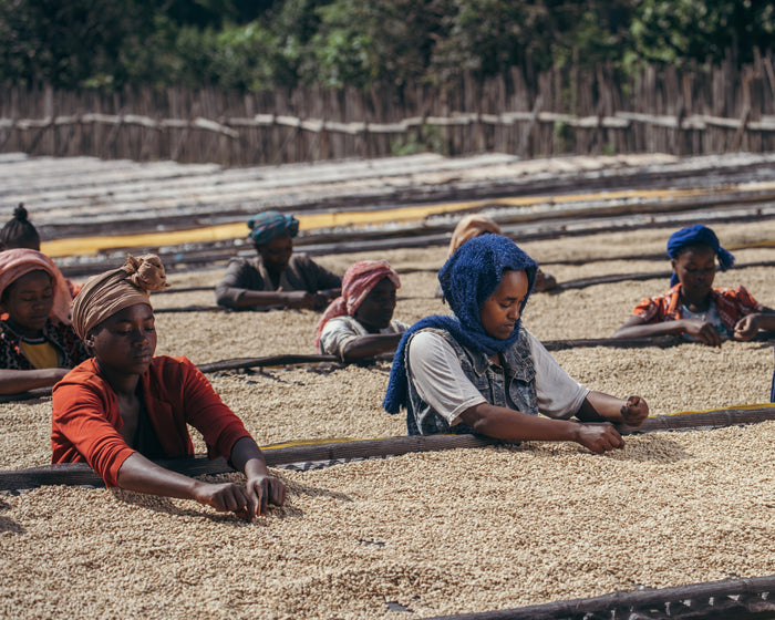 Image of coffee sorting in Bensa, Shantawene, Sidama