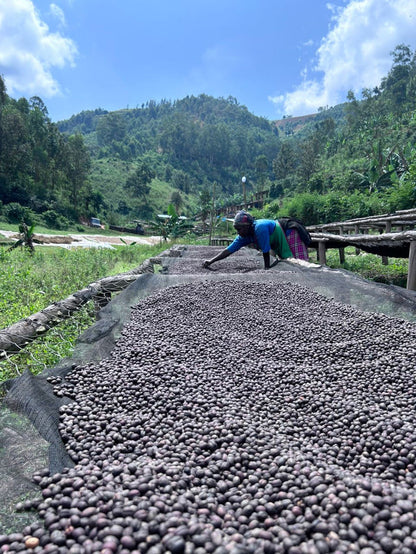 Image of coffee farmer with naturals on raised beds at Rwanda Akagera.