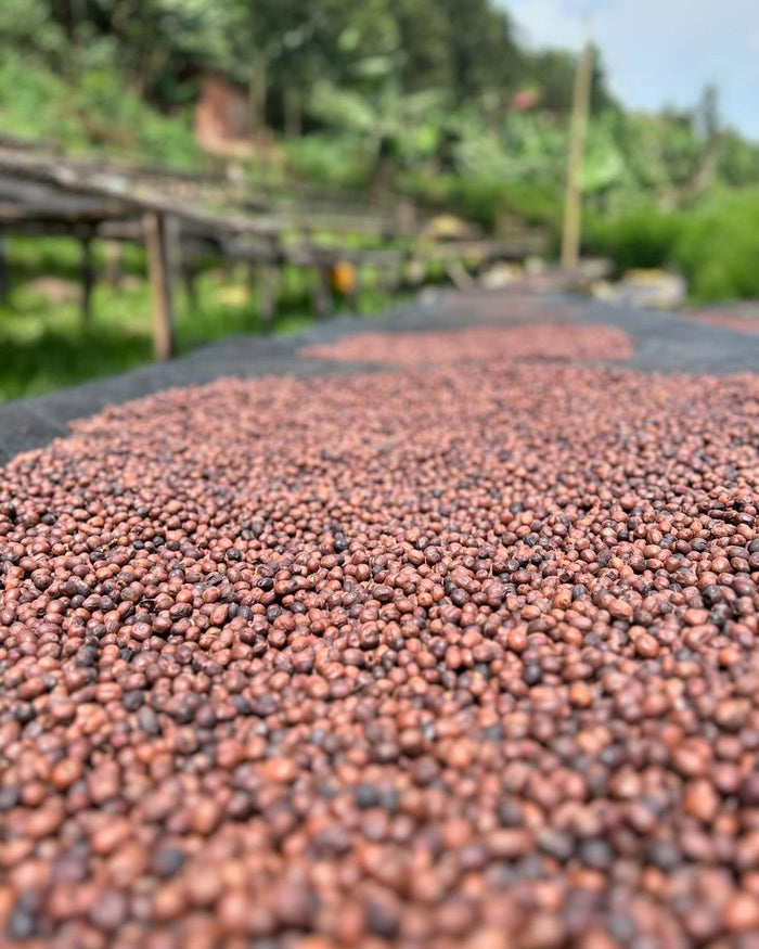 Image of coffee cherries drying at Rwanda Akagera.