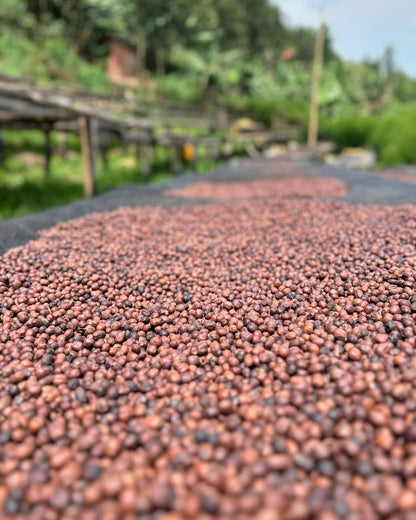 Image of coffee cherries drying at Rwanda Akagera.