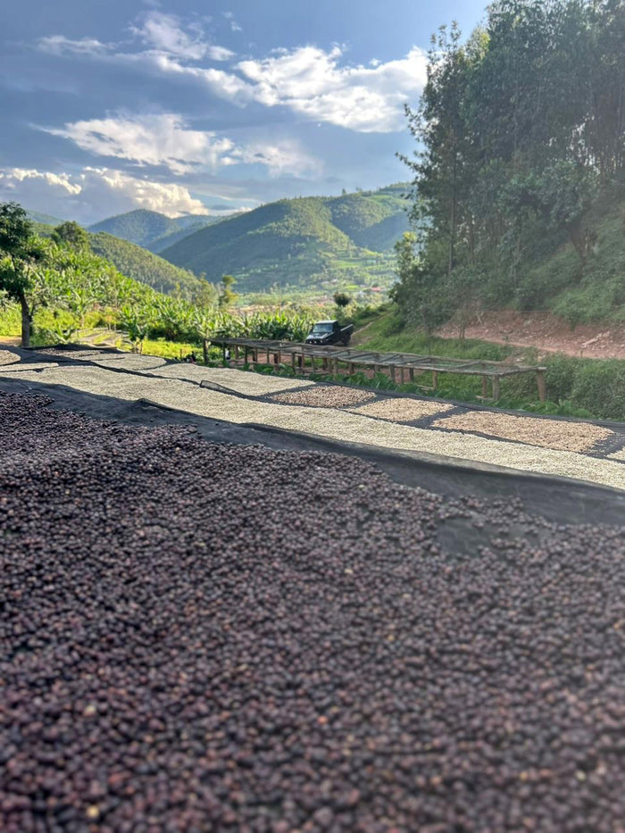 Coffee cherries drying with mountains in the background at Rwanda Akagera