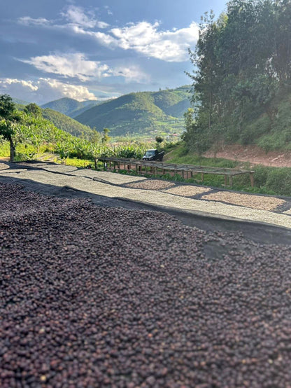 Coffee cherries drying with mountains in the background at Rwanda Akagera